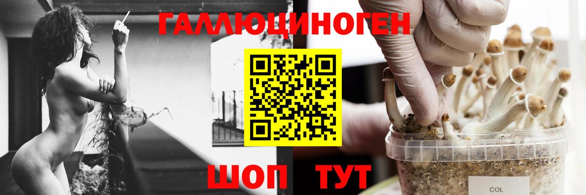 Галлюциногенные грибы Psilocybe Чернушка